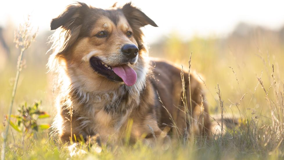 dog hives; a dog sits in an on open field.